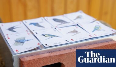 Swift bricks to be installed on all new buildings in Scotland as MSPs back law