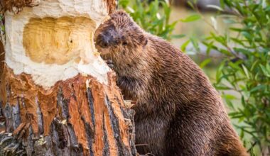 Invazie de castori în Covasna. Animalele au distrus mai mulți copaci de pe malul râului Olt. Localnici: „Sunt tot mai mulți. Nu e bine”