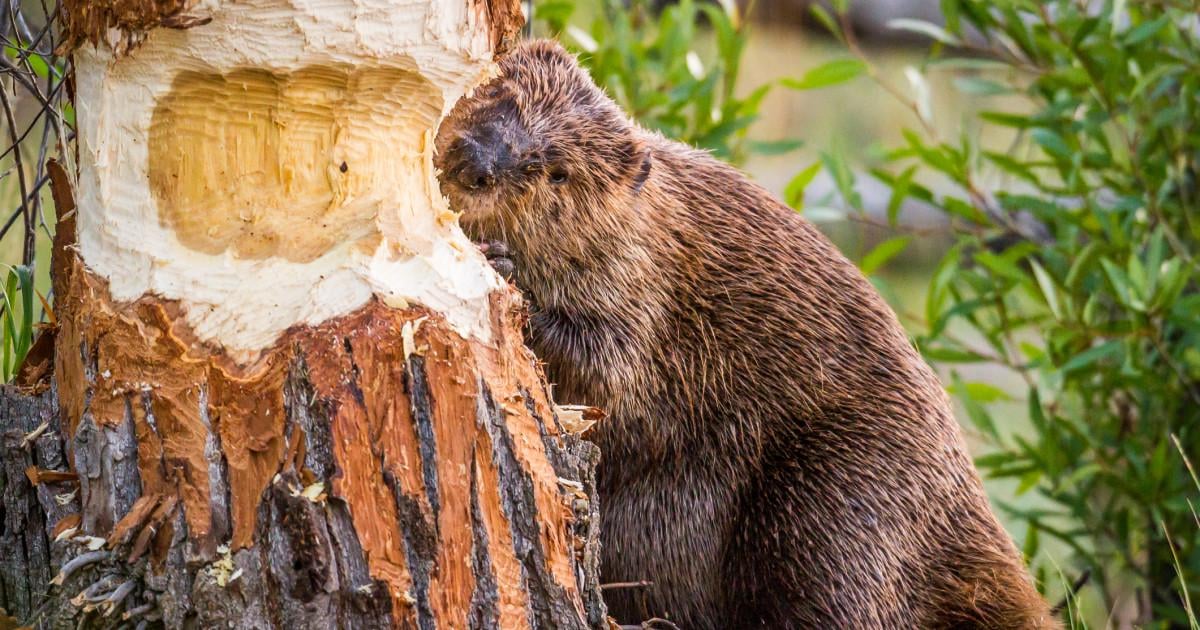 Invazie de castori în Covasna. Animalele au distrus mai mulți copaci de pe malul râului Olt. Localnici: „Sunt tot mai mulți. Nu e bine”