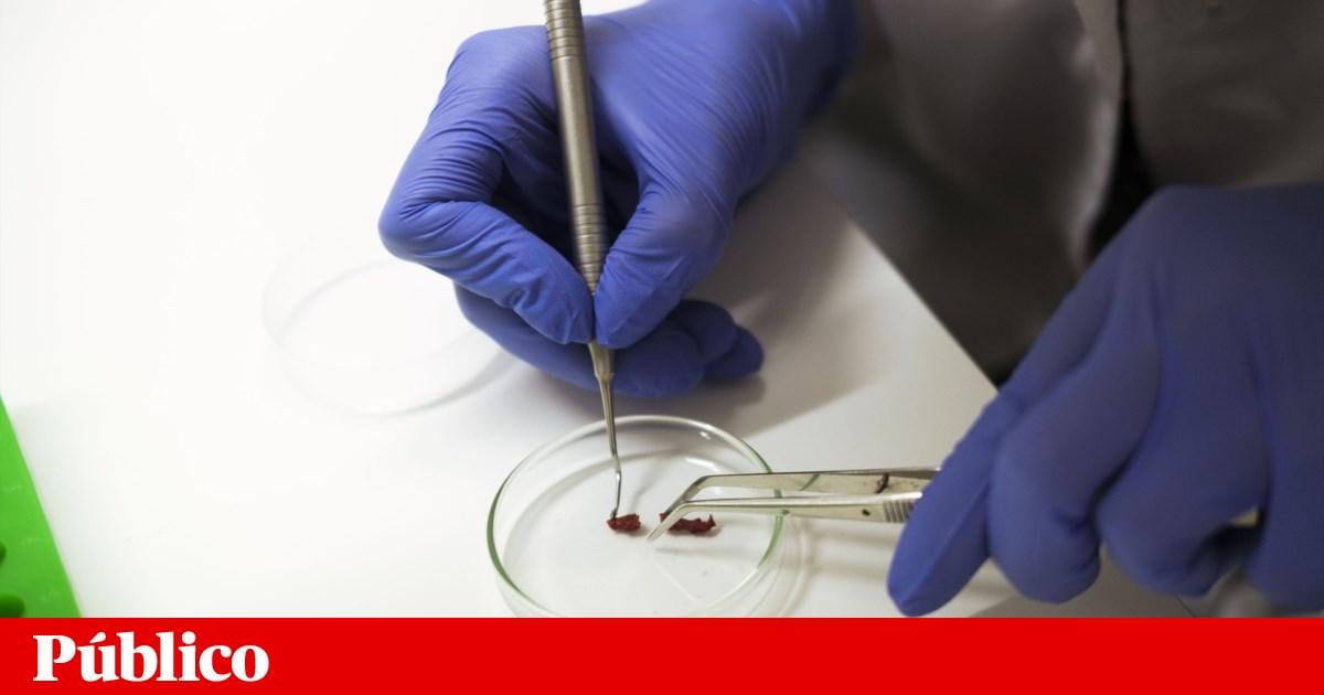 Sem receber, bolseiros de doutoramento estão em “contenção de gastos” para sobreviver