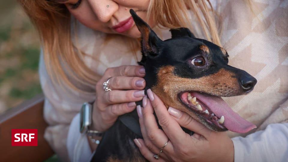 Fipronil schädigt das Leben in den Schweizer Bächen