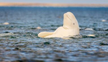Na 60 jaar weer beloega in Nederlandse wateren gezien