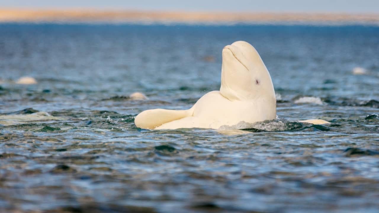 Na 60 jaar weer beloega in Nederlandse wateren gezien