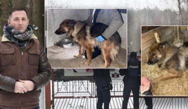 Sobolew na celowniku NIK po interwencji aktywistów. Wójt zabiera głos