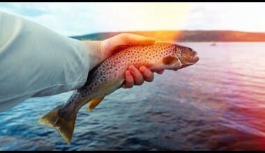 A quiet summer near Sjusjøen - canoeing, fishing & long daylight 🌲🎣 - YouTube