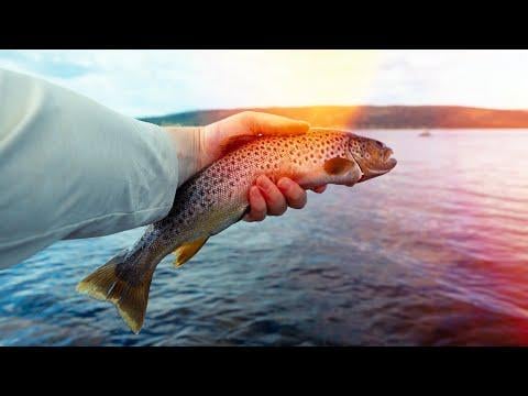 A quiet summer near Sjusjøen - canoeing, fishing & long daylight 🌲🎣 - YouTube