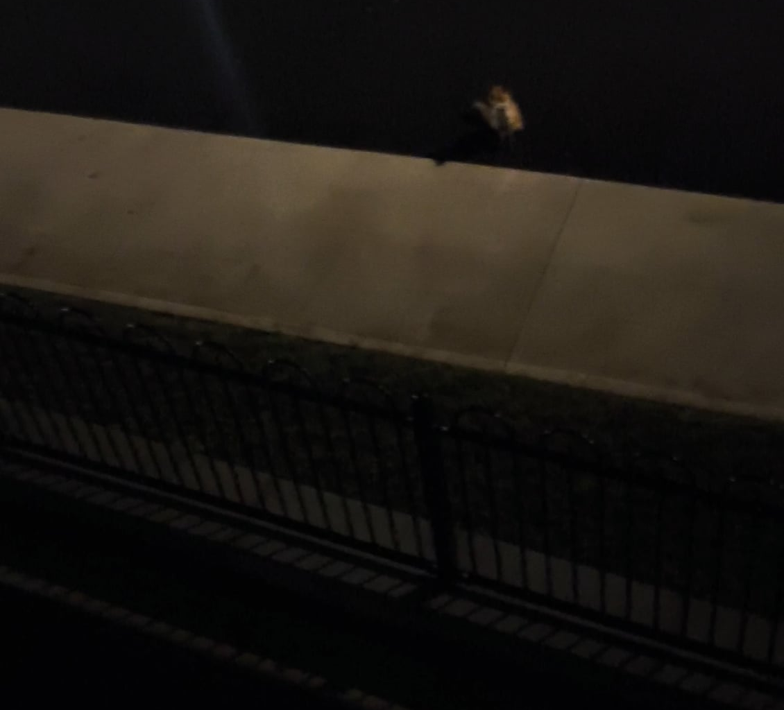 3rd night in a row this fox has visited me, gave him ham the previous 2,cheese tonight, should I let him be or keep being friends?