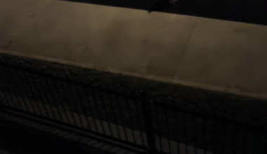 3rd night in a row this fox has visited me, gave him ham the previous 2,cheese tonight, should I let him be or keep being friends?