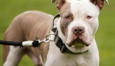 'Evil monster dog' - XL bully 'ate' man in Lanarkshire