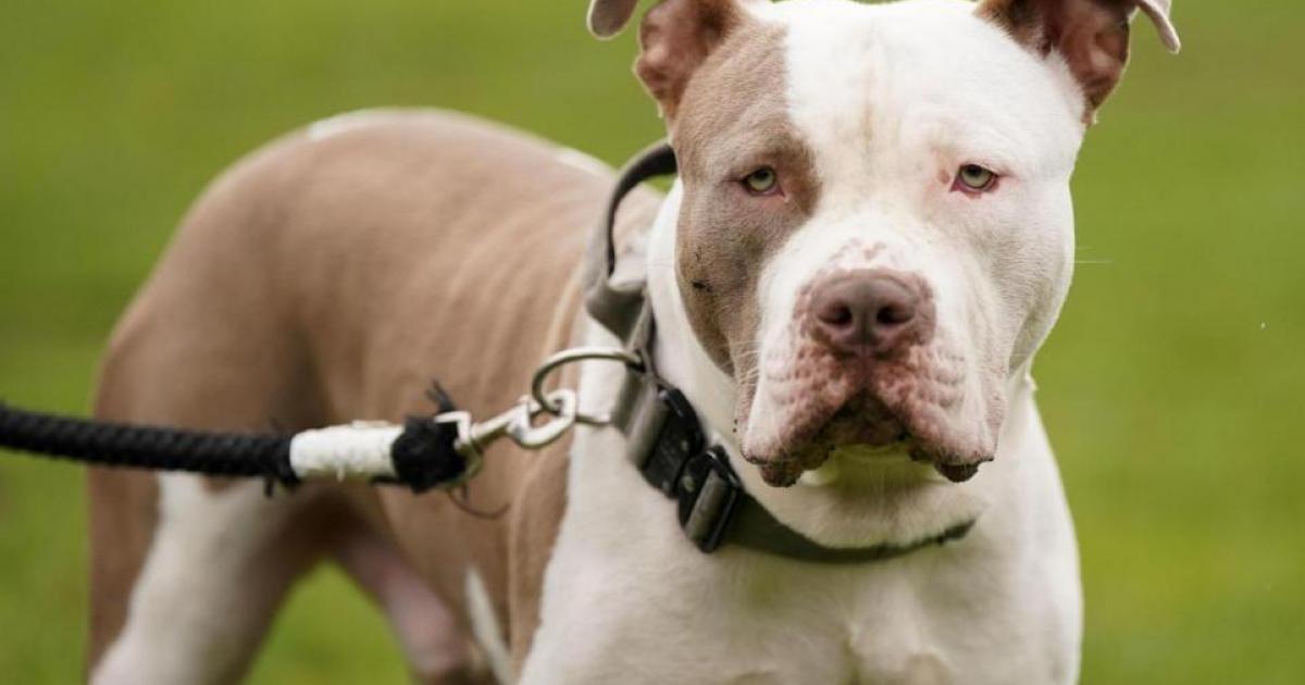 'Evil monster dog' - XL bully 'ate' man in Lanarkshire