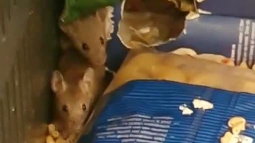 Muizen en ratten rukken op: recordaantal horecazaken dicht om gevaar volksgezondheid