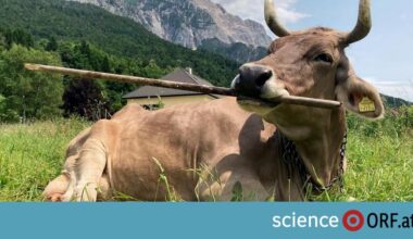 Kluge Kärntner Kuh verblüfft Wissenschaft