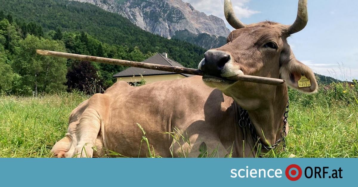 Kluge Kärntner Kuh verblüfft Wissenschaft