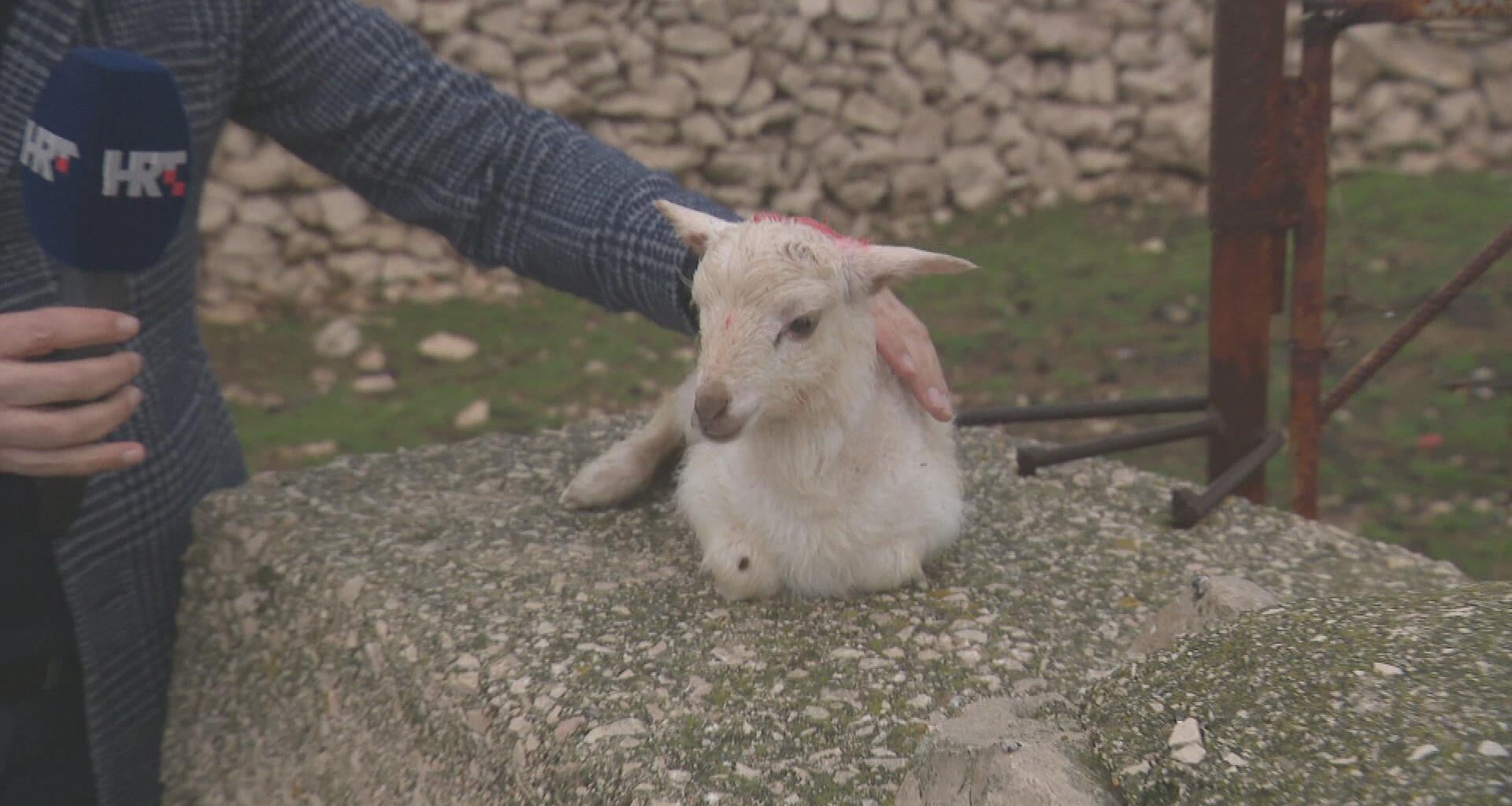 Janjčići na sve strane bleje - koje je paško, a koje vlaško?