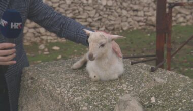 Janjčići na sve strane bleje - koje je paško, a koje vlaško?