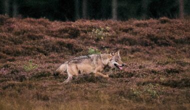 Rester af projektil fundet i ulovligt skudt ulv - Ulv blev skudt ulovligt i Klosterheden og gik rundt i dagevis, inden den døde, siger dyrlæge efter obduktion.