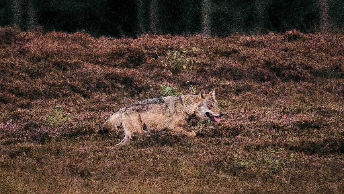 Rester af projektil fundet i ulovligt skudt ulv - Ulv blev skudt ulovligt i Klosterheden og gik rundt i dagevis, inden den døde, siger dyrlæge efter obduktion.