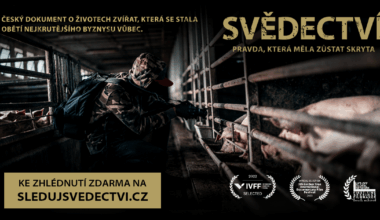 Vie niekto, či je pravda, že v slovenských chovoch sa prasiatkam po narodení strihajú chvosty a semenníky bez anestézy?