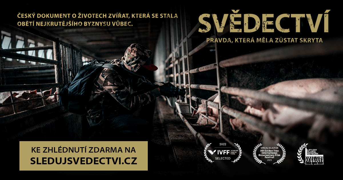 Vie niekto, či je pravda, že v slovenských chovoch sa prasiatkam po narodení strihajú chvosty a semenníky bez anestézy?