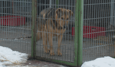 Irregularities found in dozens of Polish animal shelters after nationwide inspections