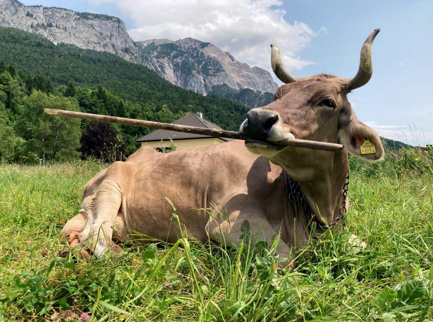PHYS.Org: "Austrian cow shows first case of flexible, multi-purpose tool use in cattle"