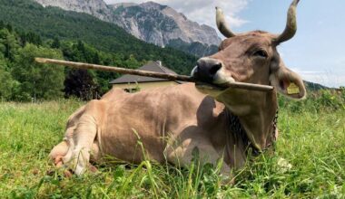 PHYS.Org: "Austrian cow shows first case of flexible, multi-purpose tool use in cattle"