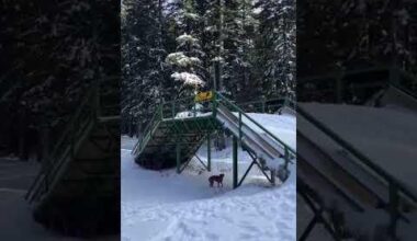 Skijaško trčanje Vrbovska poljana