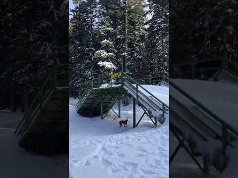 Skijaško trčanje Vrbovska poljana