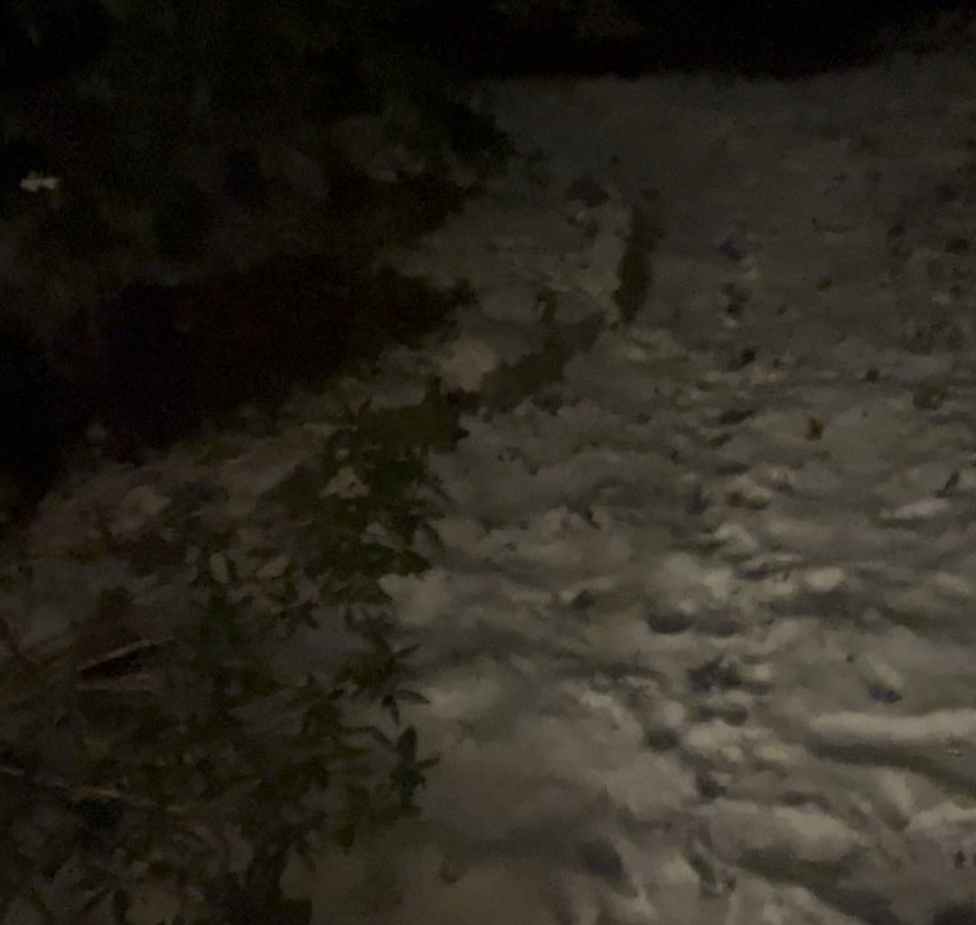 Hvilket dyr laver denne lyd i min have. Optaget kl 21 i Nordsjælland