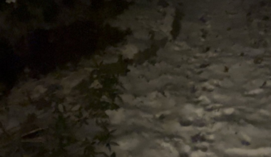 Hvilket dyr laver denne lyd i min have. Optaget kl 21 i Nordsjælland