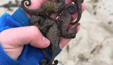 Coast like of the Black Sea is filled with dead sea creatures after attacks on the port infrastructure and tankers near Odesa