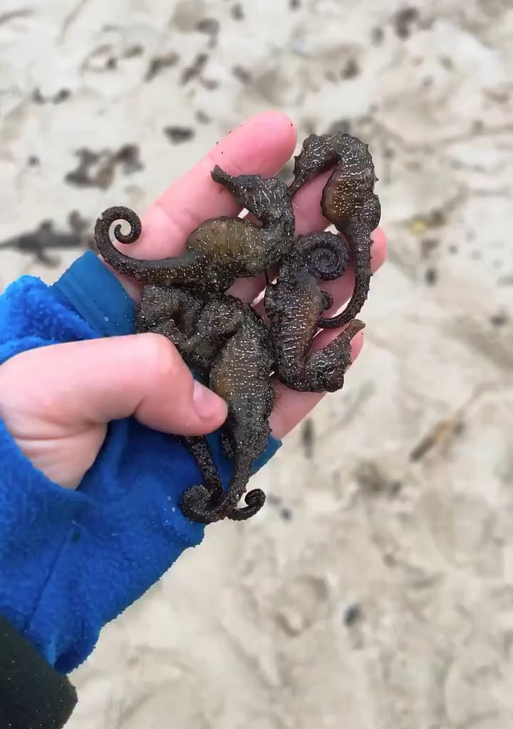 Coast like of the Black Sea is filled with dead sea creatures after attacks on the port infrastructure and tankers near Odesa