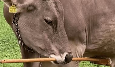 Nochmal a Video von da Vroni