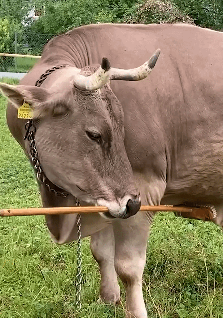 Nochmal a Video von da Vroni