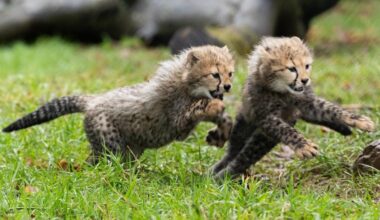 Fota Wildlife Park announces the birth of two endangered Northern cheetah cubs