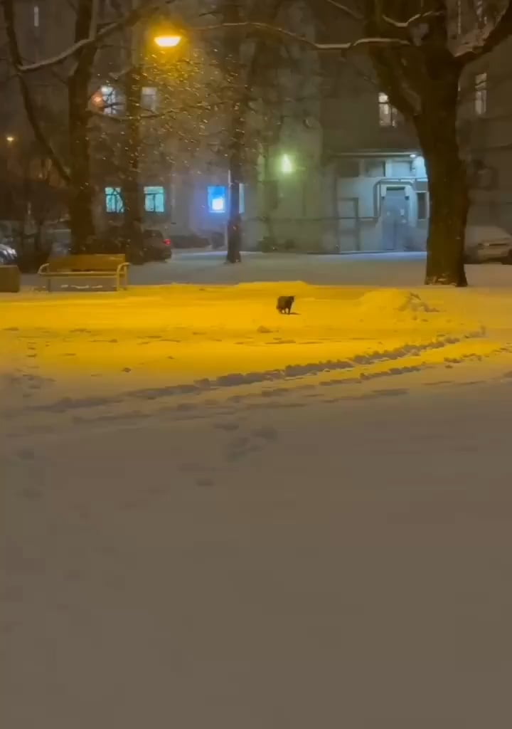 Ir katukam patinka žiema