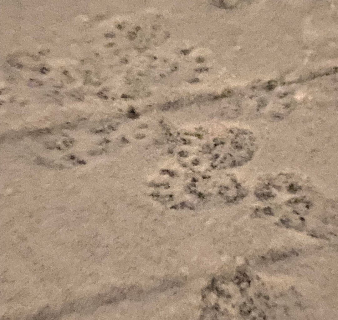 another paw print request