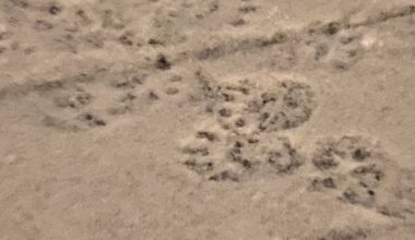 another paw print request