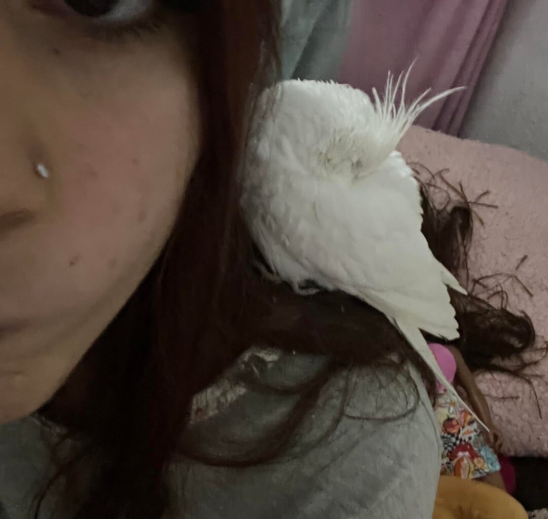 he encontrado esta ninfa en mi ventana tocando