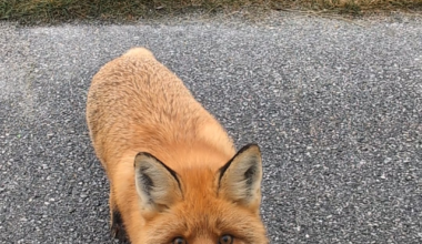 Hardangervidda nasjonalpark