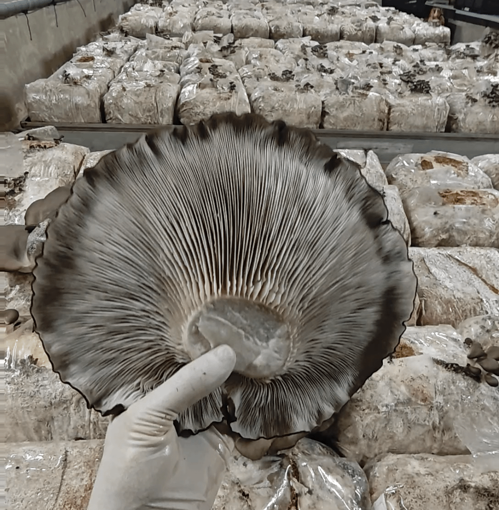 Giant Pleurotus Ostreatus Mushroom at Zuripilz Switzerland