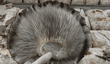 Giant Pleurotus Ostreatus Mushroom at Zuripilz Switzerland