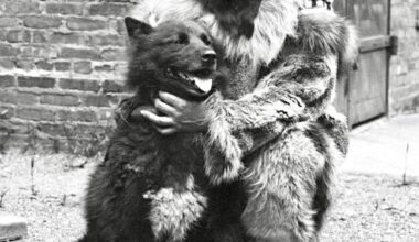 Gunnar Kaasen, a Norwegian musher and his lead dog Balto, who delivered diphtheria antitoxin to Nome, Alaska, saving the city from an epidemic, 1925