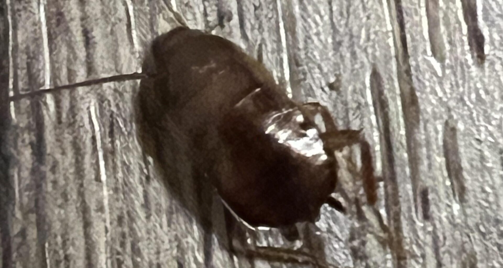 Coackroach sighting