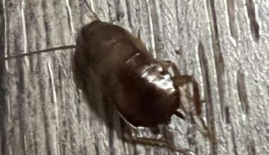 Coackroach sighting