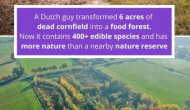 Does anyone know where this food forest is?