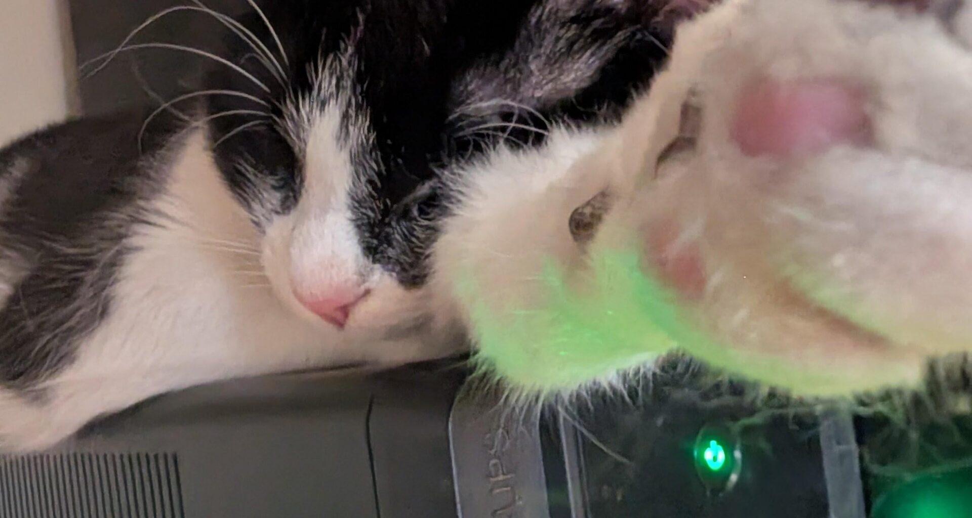 Φοκος represent