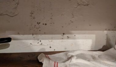 Mold in the apartment. What next?