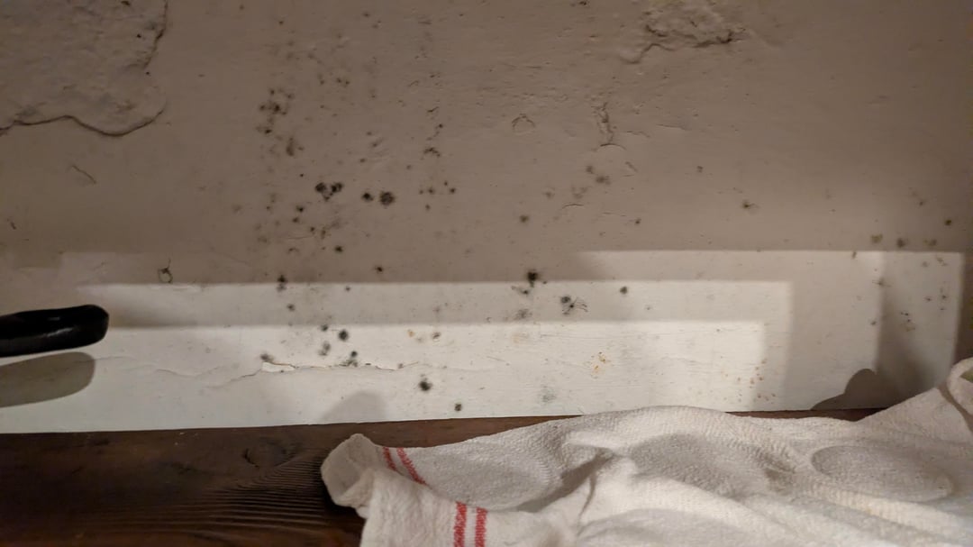 Mold in the apartment. What next?