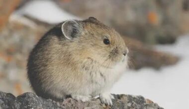 What's the cutest animal native to your country?